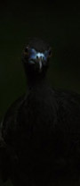 guan